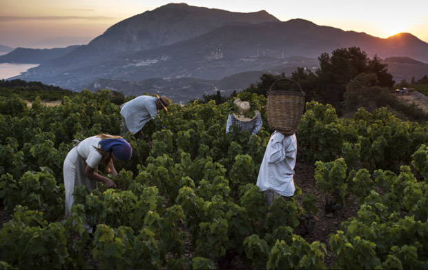 Picking the famous Muscat grapes at the Metaxa vineyard in the Island of Samos